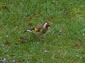 Blumen und Vögel im Winter 1 (14)